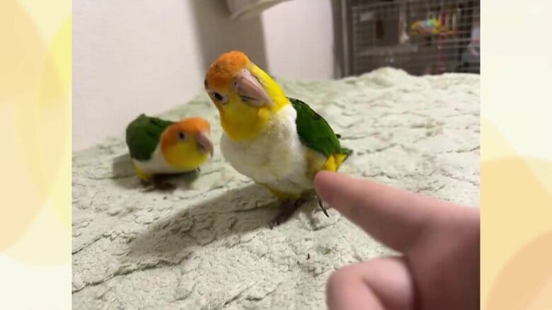 正反対の反応でお笑いコンビかのような兄と妹（視聴者撮影）