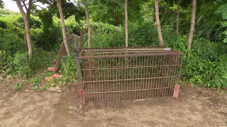 クマが入った箱わな