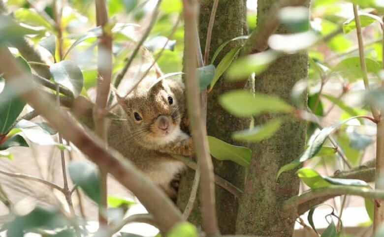 （提供：神戸どうぶつ王国）