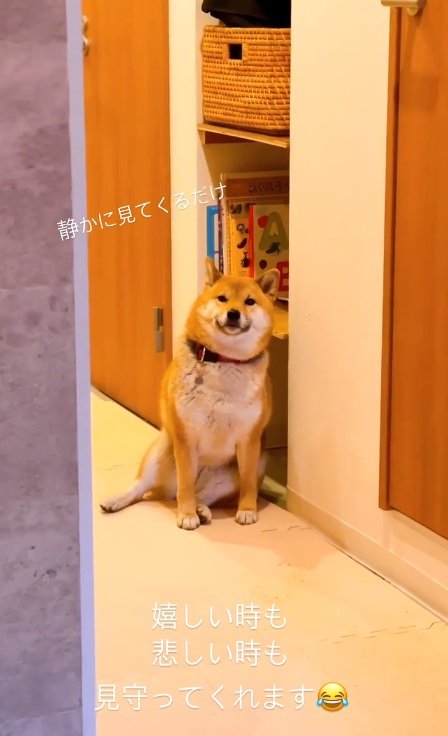 別の日の小春ちゃん。じっと見つめるのはクセ？