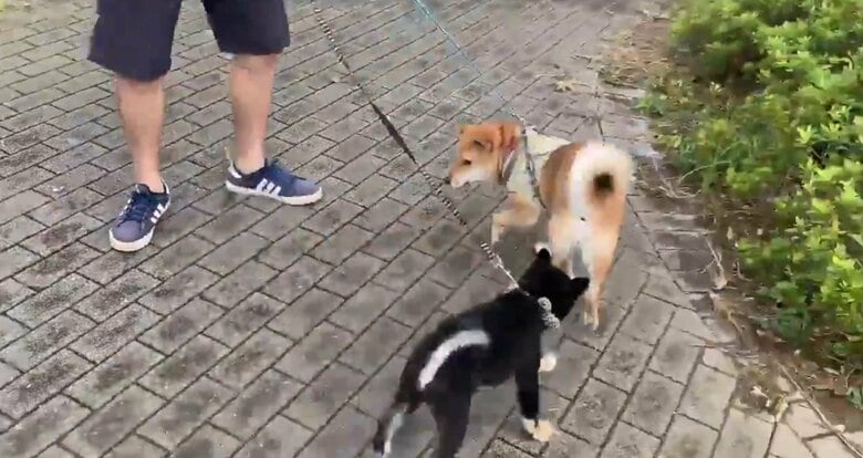 提供：小梅と小夏さん