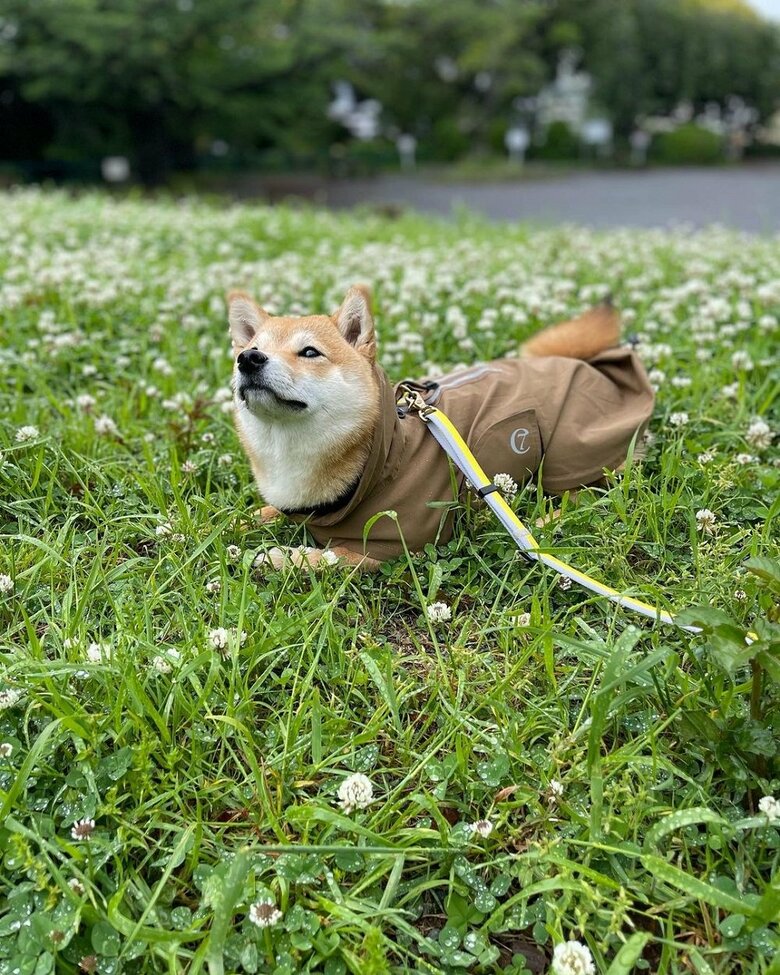 雨の日の散歩