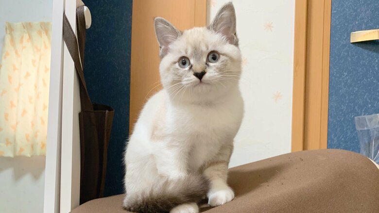 この頃から、まんまる疑惑が浮上する