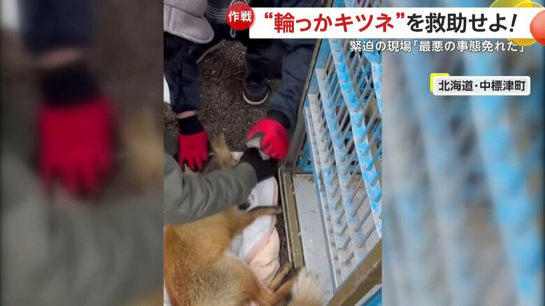 首に付いていた輪っかをノコギリで切断して救出