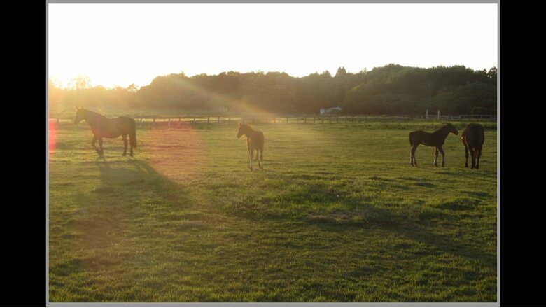 夕方の馬の放牧風景　撮影：天皇陛下　提供宮内庁