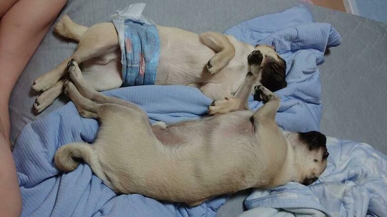 提供：たまごandおもちさん