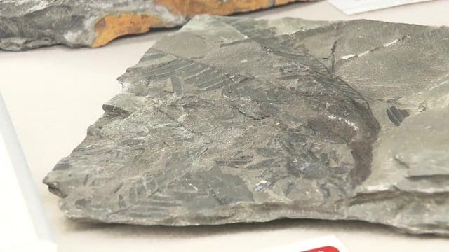 クールな研究者も興奮するほどの大発見!?