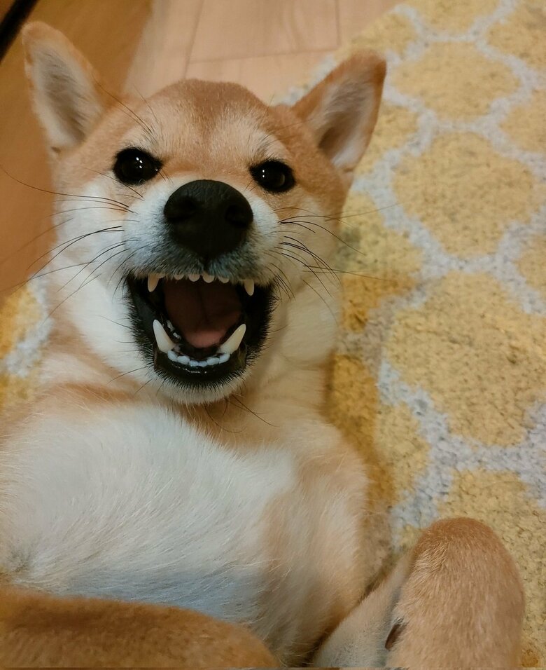 興奮しすぎるとムキ顔に…