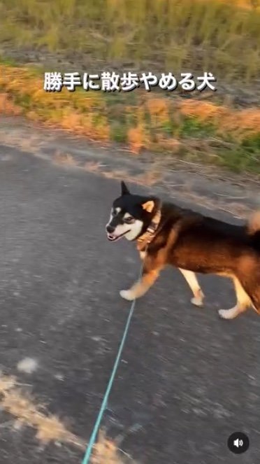 提供：柴犬むさしとこじろうさん