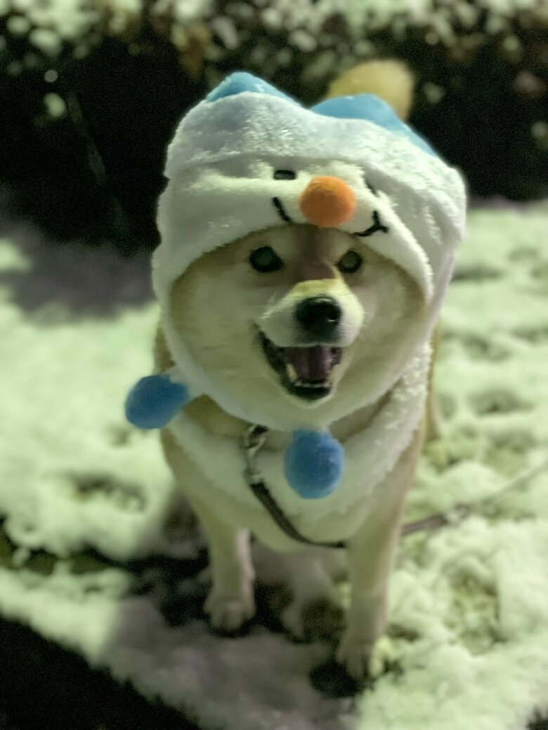 画像提供：柴犬ハナさん