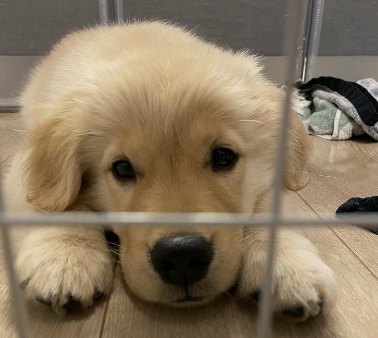 飼い主さんの夫が食事中でしょんぼり待っている