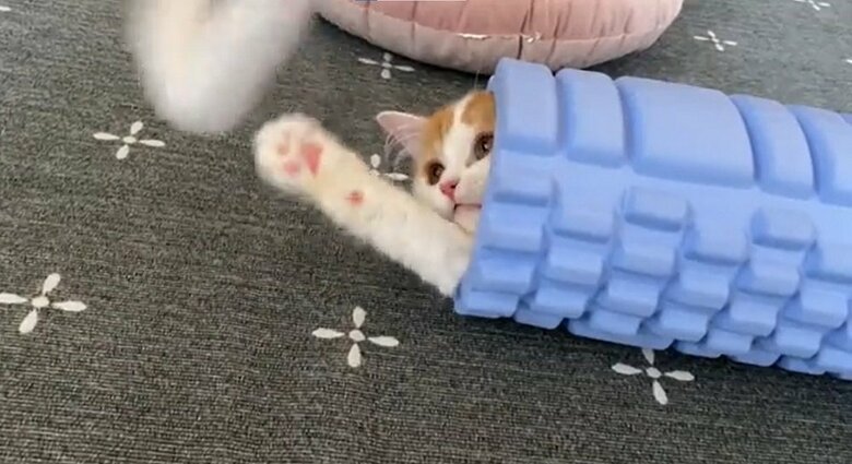 筋膜ローラーに入ったまま猫じゃらしに手を伸ばす