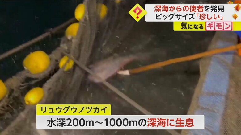 定置網にかかったリュウグウノツカイ