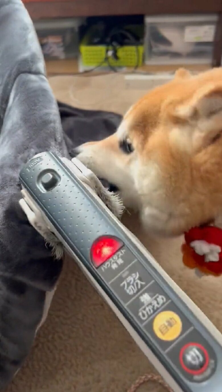 がぶりとこたつ布団に噛みついて