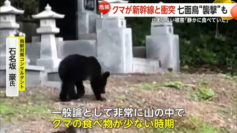 「夏の終わりは食べ物が少ない時期」だと指摘する専門家