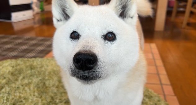 提供：しばわんこ生活さん