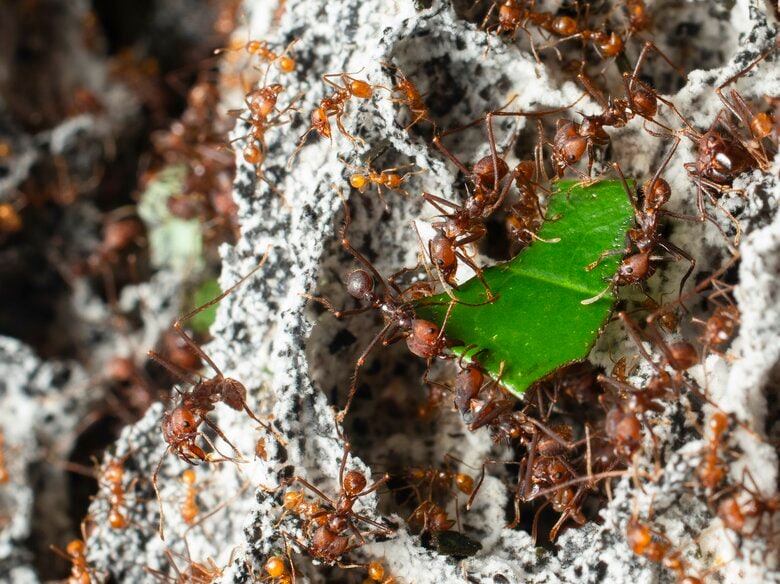 女王のいない巣でも続く日々のくらし【画像：（公財）東京動物園協会】