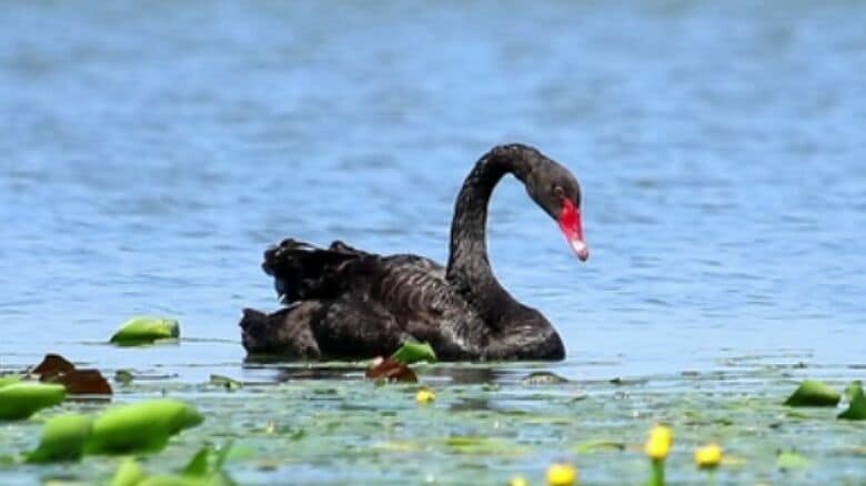 日本名は「コクチョウ」