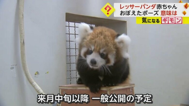 レッサーパンダの赤ちゃんは、9月中旬以降から一般公開予定