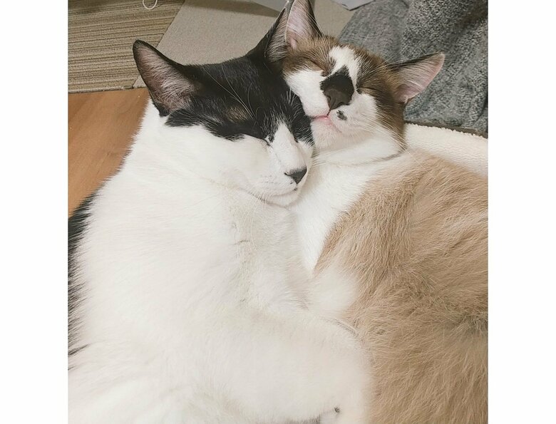 提供：かふぇらてさん