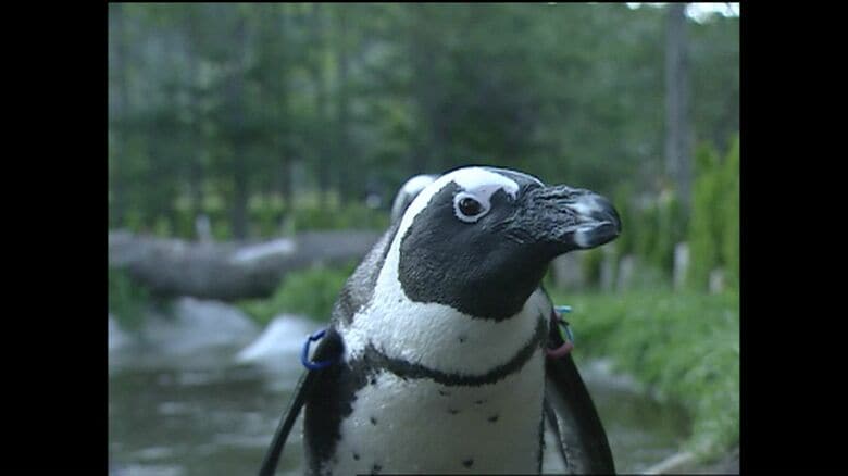 無許可で川の水を引く水路の工事も