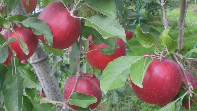 中村さんが栽培する「紅玉」（提供写真）