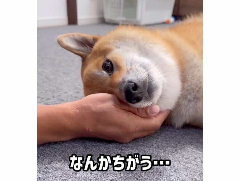 無表情になってしまった（提供：柴犬ぽてとさん）