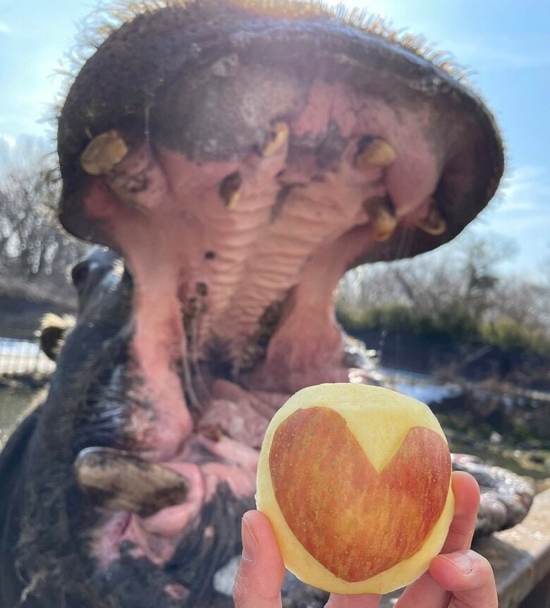 バレンタインデーでハートのリンゴをもらう（提供：那須サファリパーク）