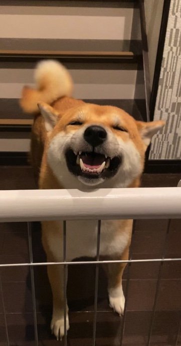 提供：柴犬 雷吾さん