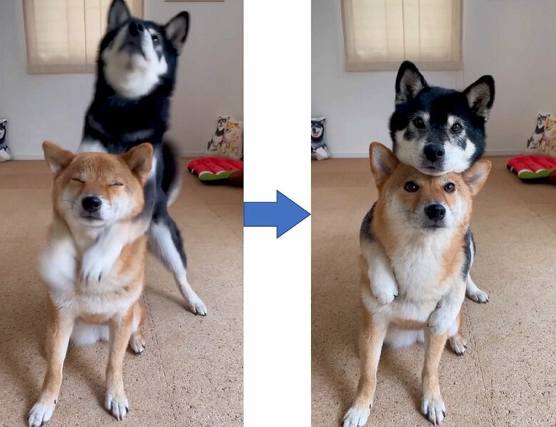 りなちゃんの首もとに両前足をギュッとして、頭を乗せる