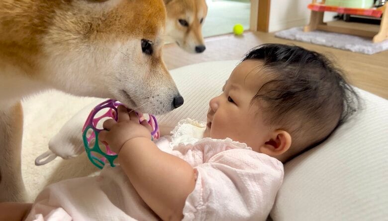 提供：@Shibamugi28