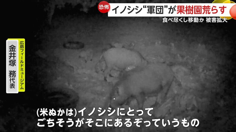 センサー付きカメラに写ったイノシシの群れが米ぬかを食べる様子
