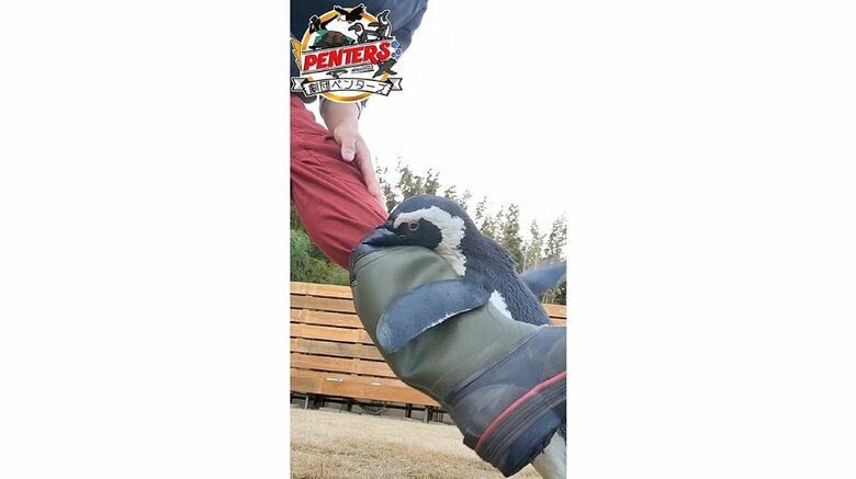 足を軽く上げたりしても、ガンくんは離れない