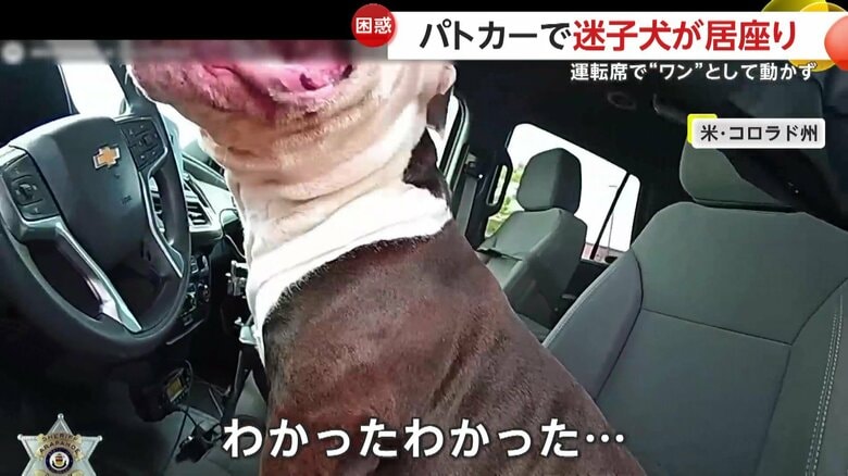 “運転は自分にまかせろ”と言わんばかりに動かなかった犬
