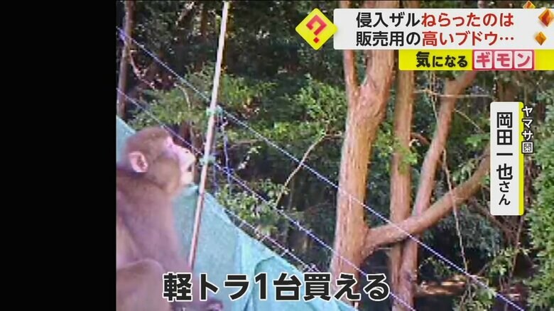 カメラに収められた、ブドウを取った思われるサル