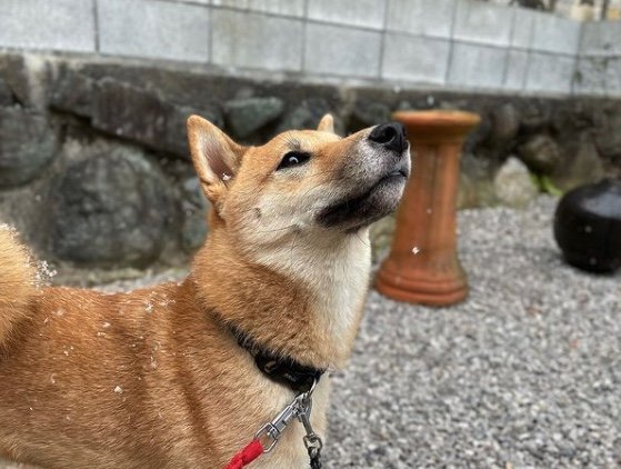 提供：柴犬まるやん日記さん