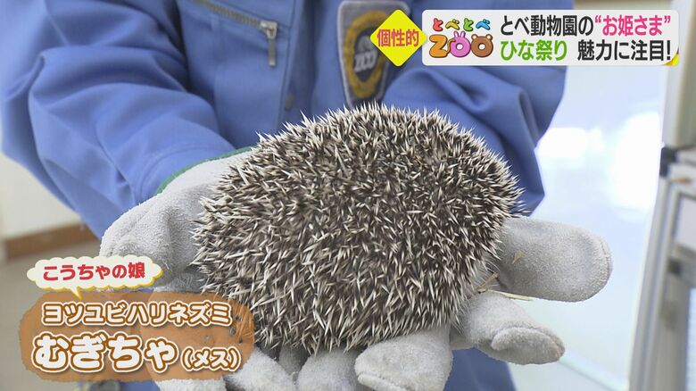 2021年9月に生まれた、ヨツユビハリネズミの「こうちゃ」の娘の「むぎちゃ」