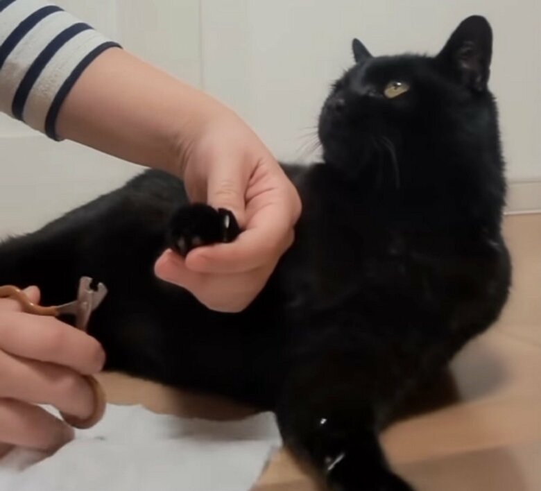 爪切り中のふくくん
