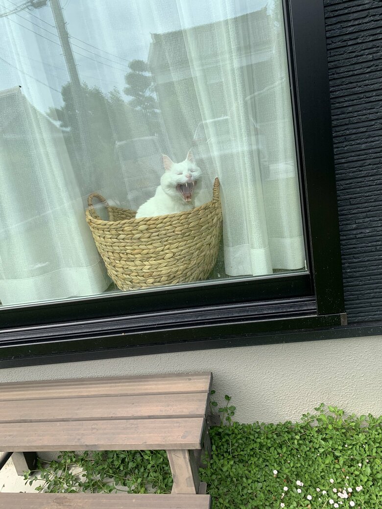 提供：@hakusama0906