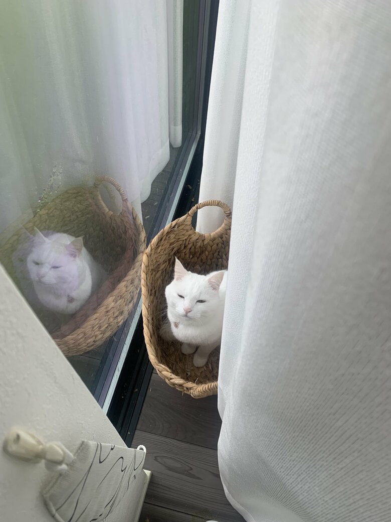 提供：@hakusama0906