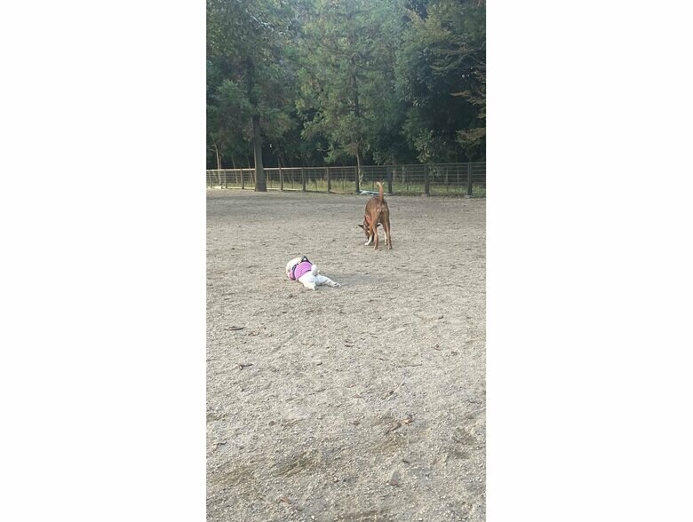 提供：てんてんの毎日さん