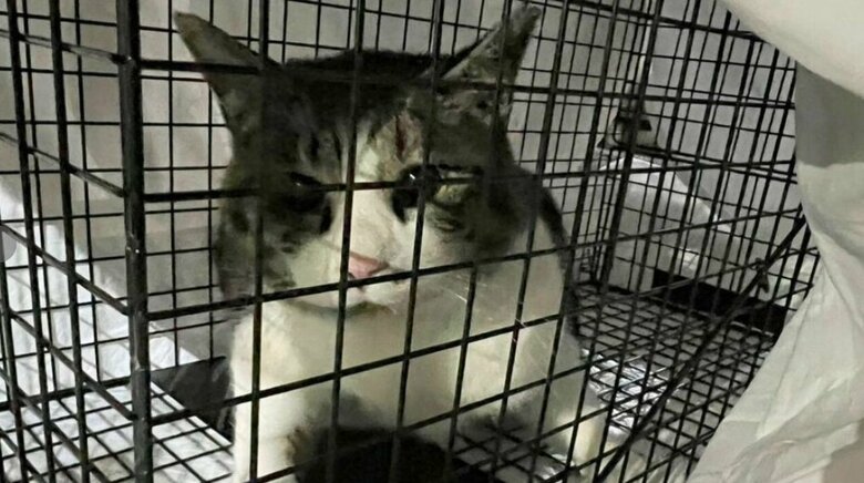 提供：ねこから目線。