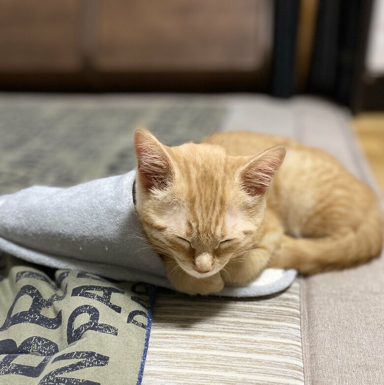 子猫時代