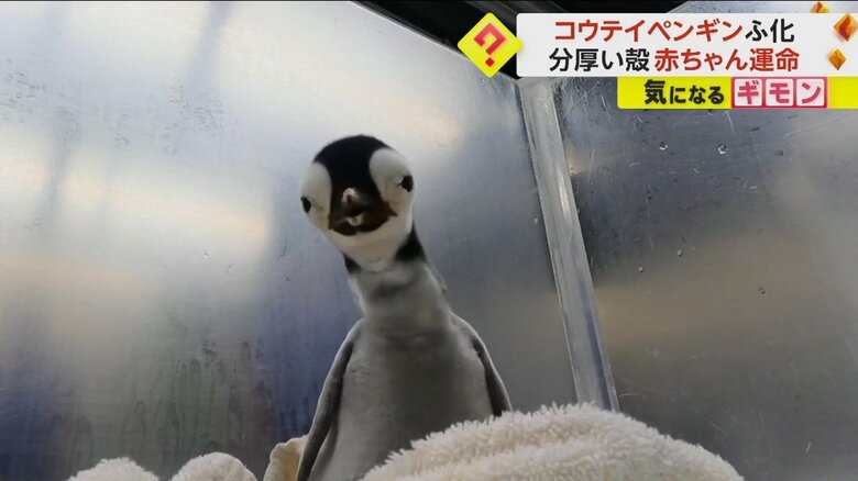 エサも十分に食べ、すくすくと育っているコウテイペンギンのヒナ