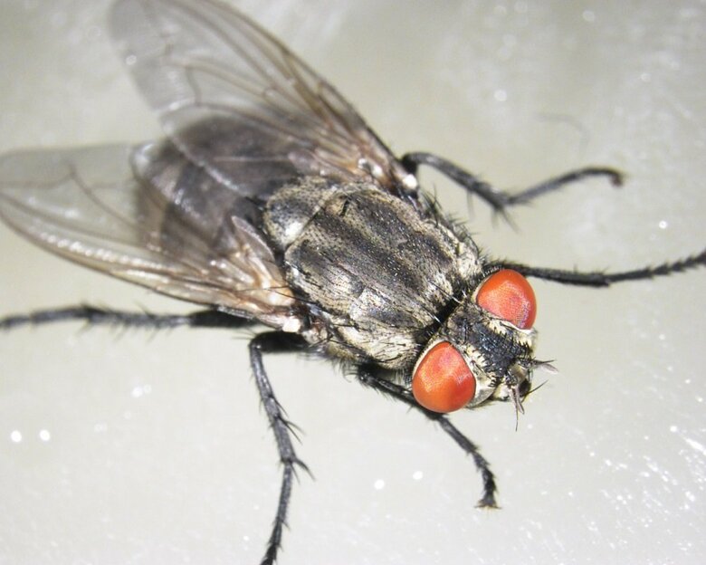 研究対象となったナミニクバエ（画像提供：摂南大学理工学部生命科学科　向井歩特任助教）