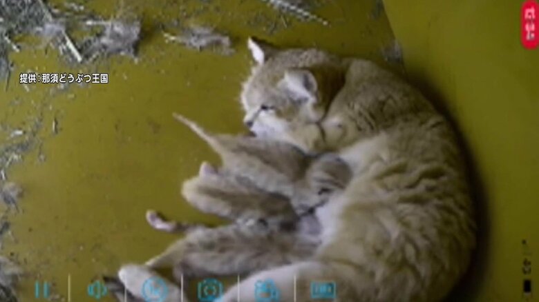 母親のおっぱいを吸う子猫たち（画像提供：那須どうぶつ王国）