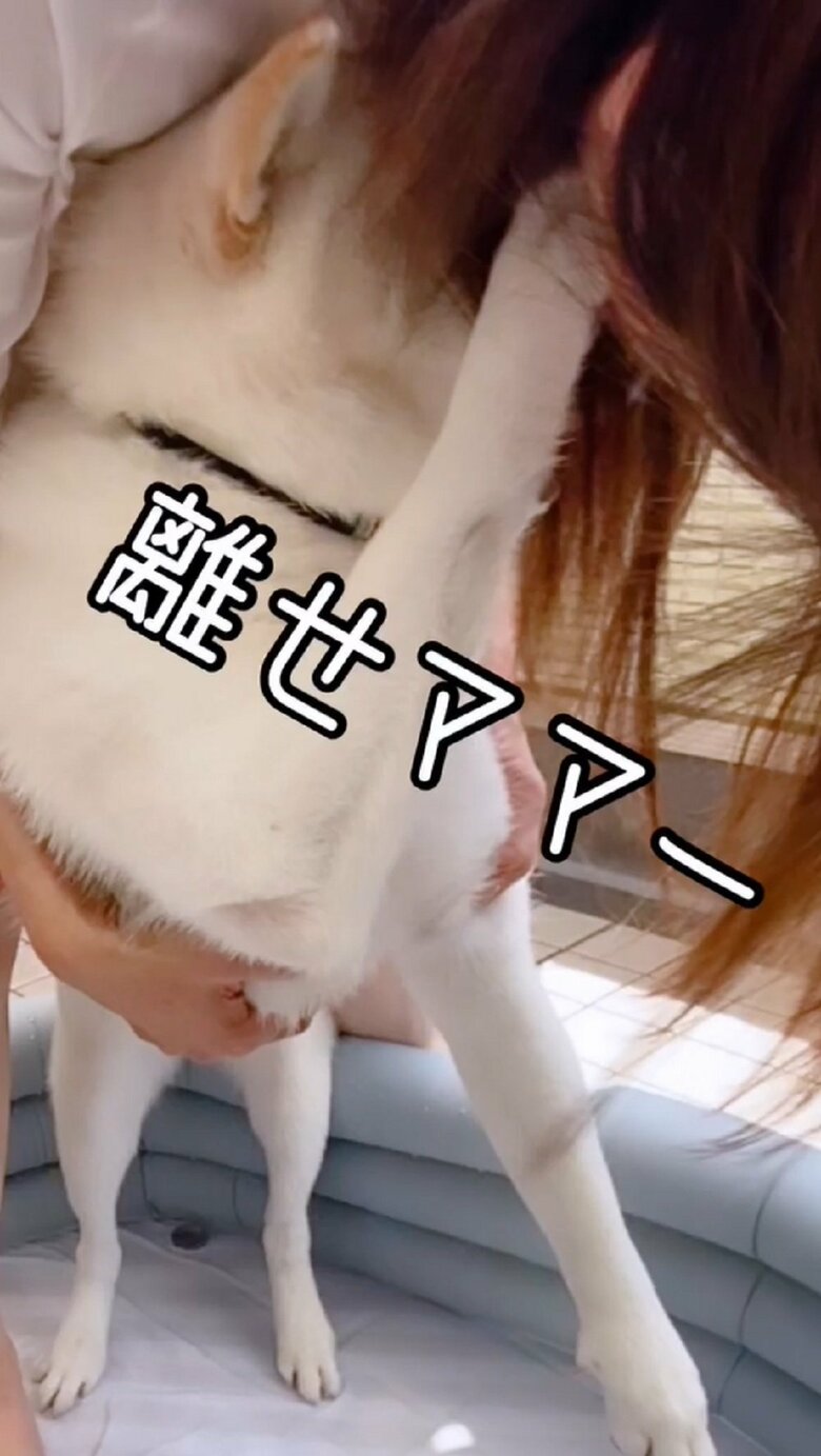 「離せママー」と暴れ、パンチ！その後逃走したという