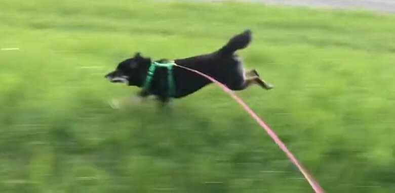 疾走するぺこちゃん！