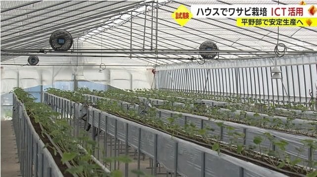 ハウス栽培されているワサビ（静岡市葵区）