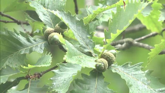 少雨でブナやコナラが2022年の1割ほどしか実をつけていない